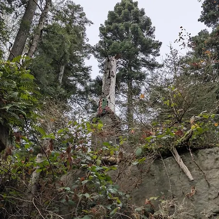 度假居 Waldhorn 多贝尔